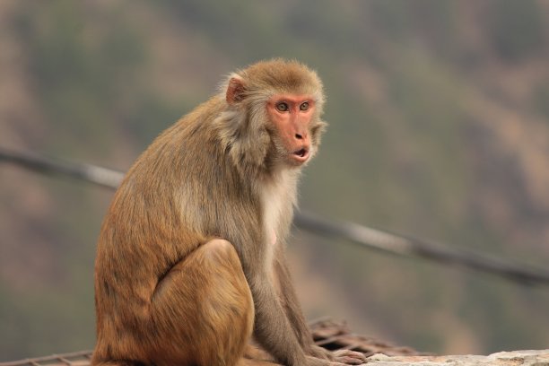 monkey-nut