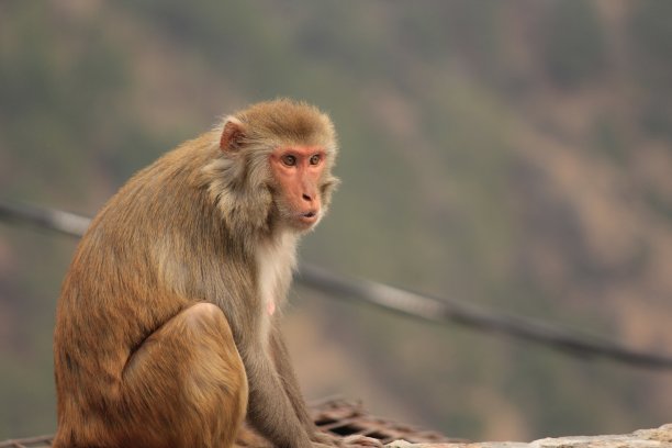 monkey-nut