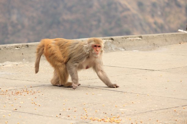 monkey-nut
