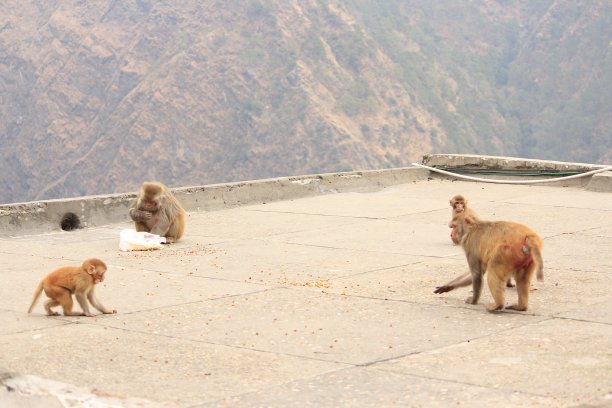 monkey-nut