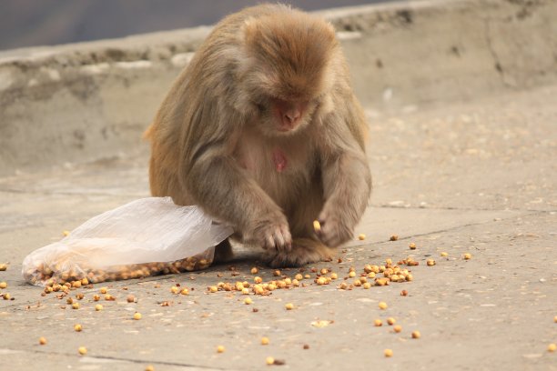 monkey-nut