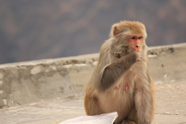 monkey-nut