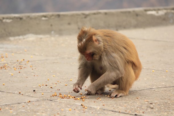 monkey-nut