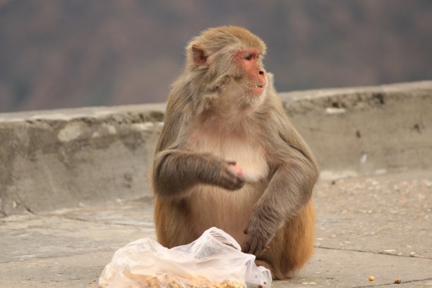 monkey-nut