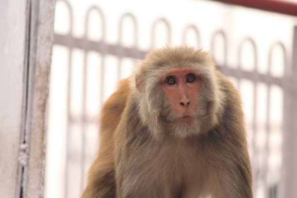 monkey-nut