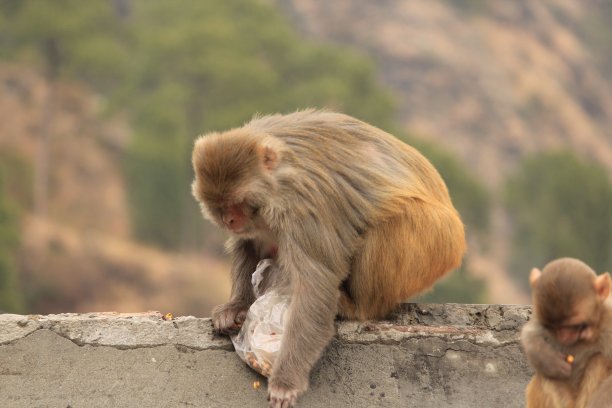monkey-nut