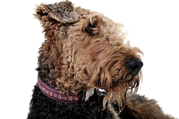 airedale