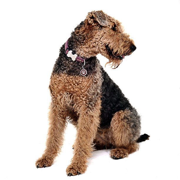 airedale