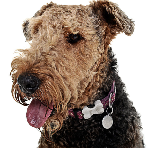 airedale