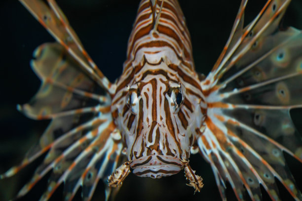 lionfish
