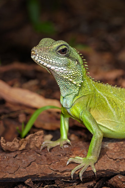 agama