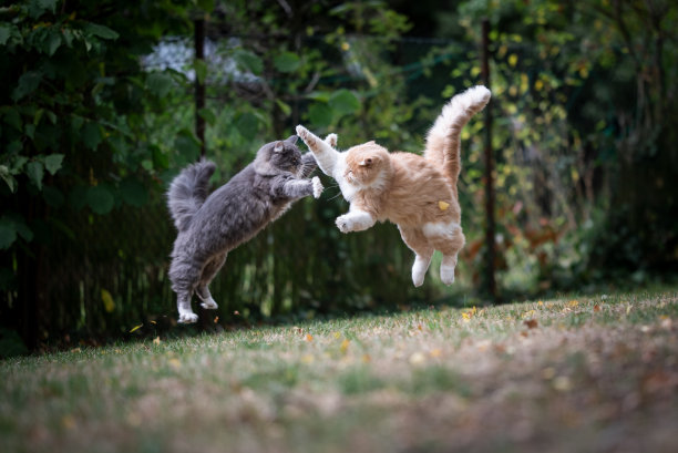 fighting