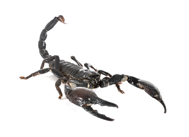 scorpio