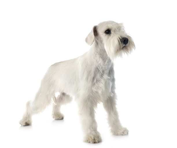 schnauzer