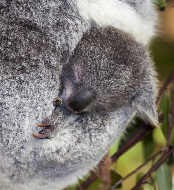 koala