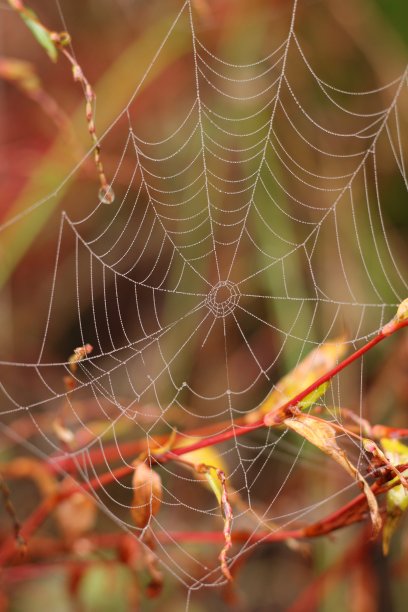 红web