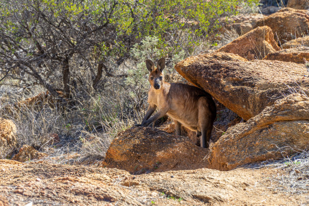 wallaroo