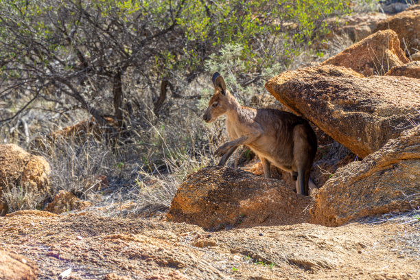 wallaroo