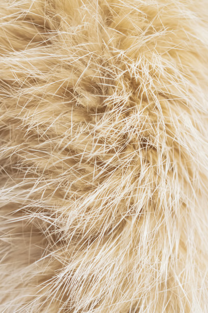hairs