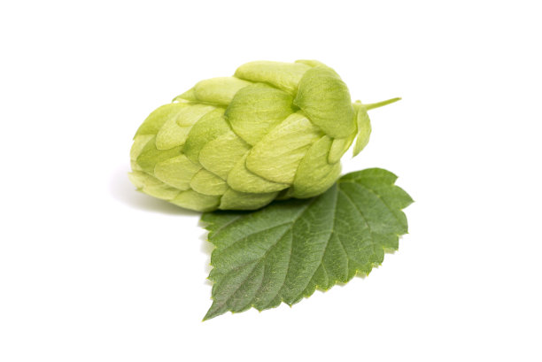 bitter