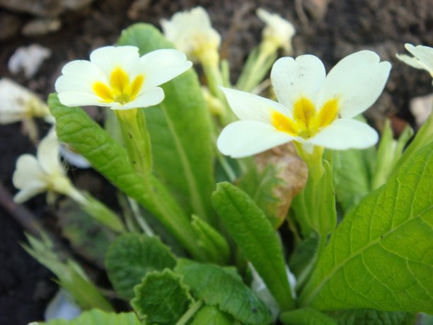 primula