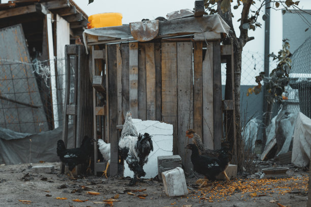 shabby