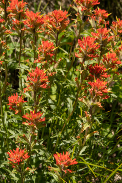 hawkweed