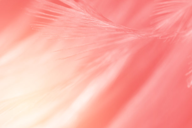 羽毛 高光 粉色