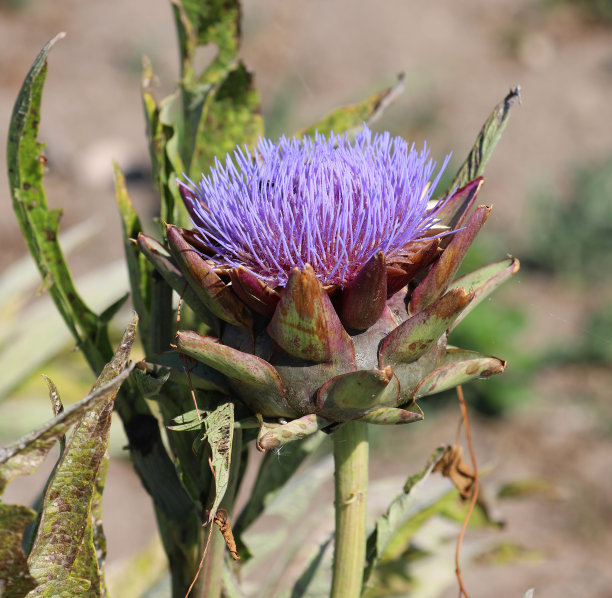 artichoke