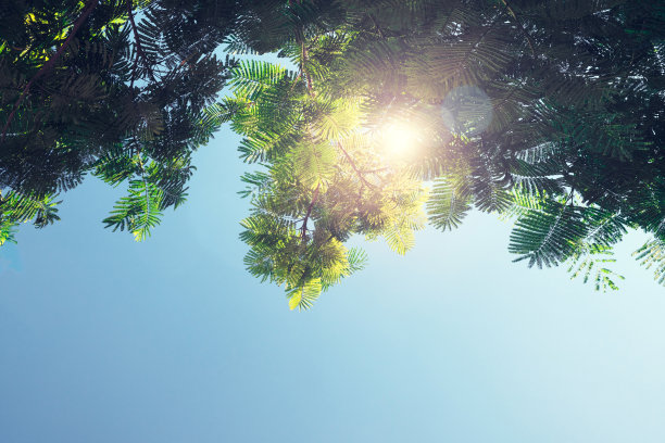 绿色发布会背景