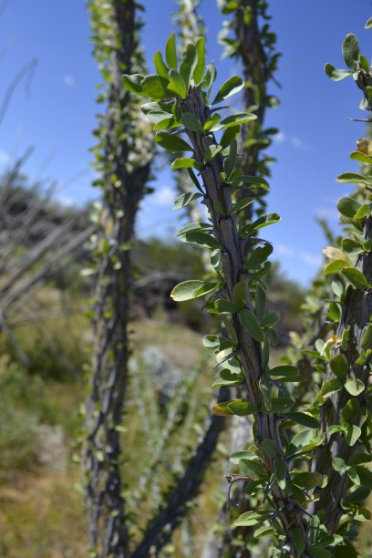 ocotillo