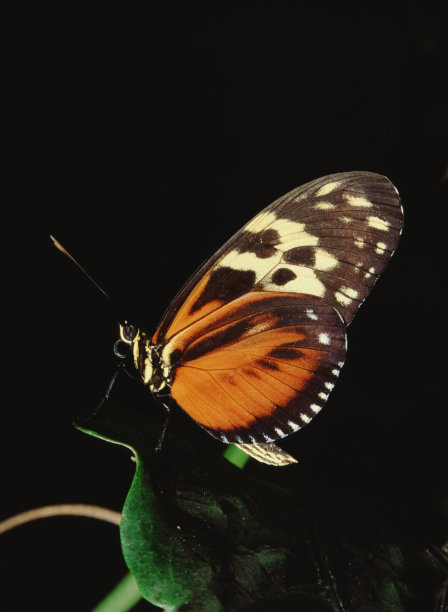 danaus