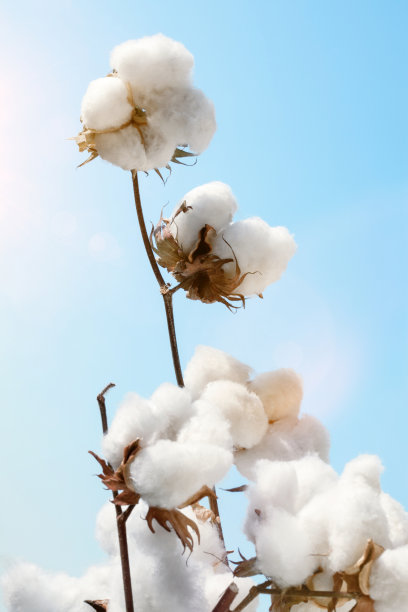 cotton