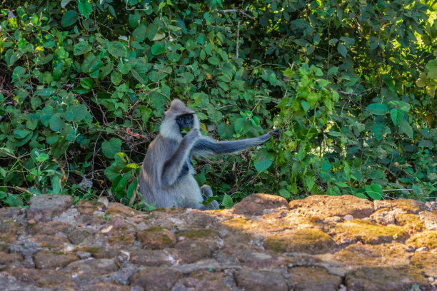 sigiriya