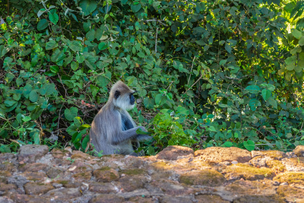 sigiriya