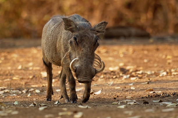 phacochoerus