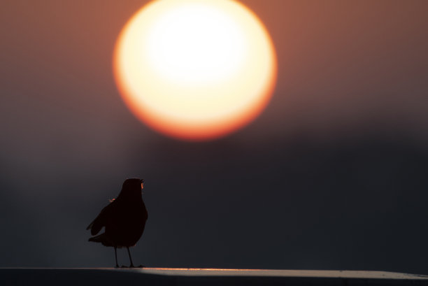 robin-chat