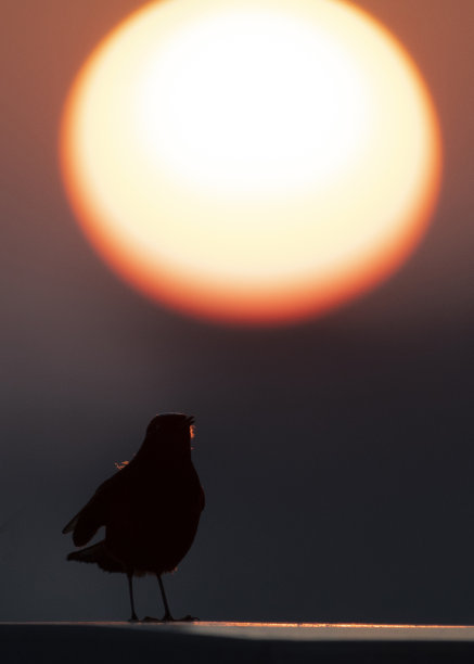 robin-chat