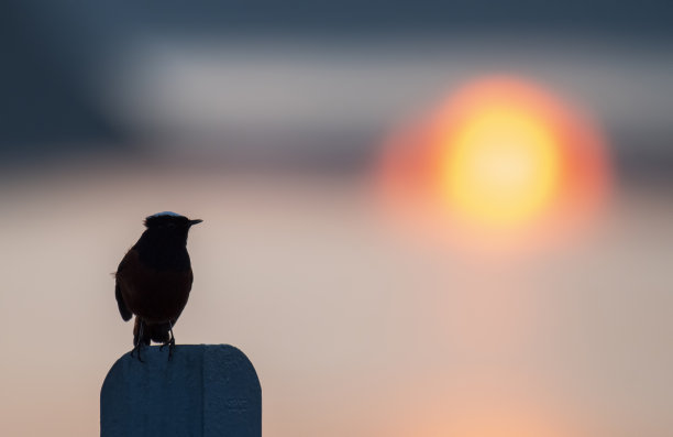 robin-chat