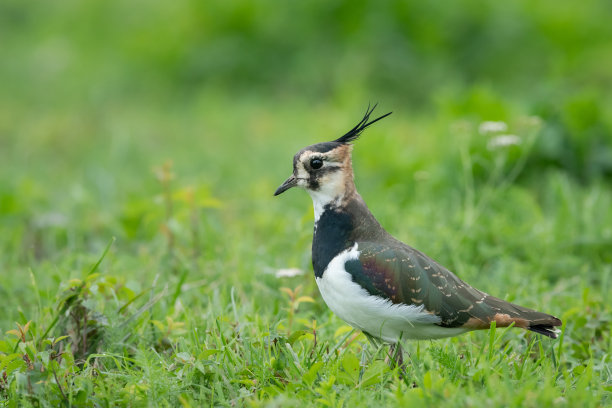 charadriiformes