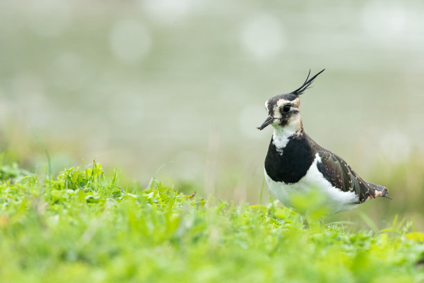 charadriiformes
