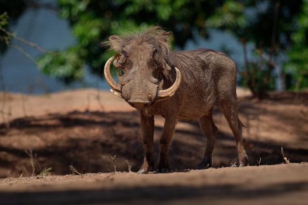 phacochoerus