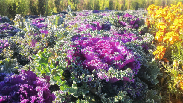kale