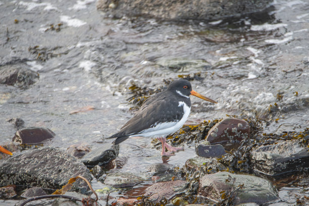 haematopus