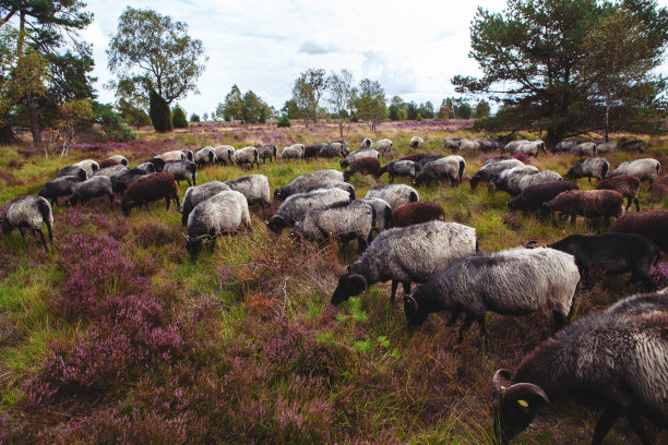 草原上行走的羊群