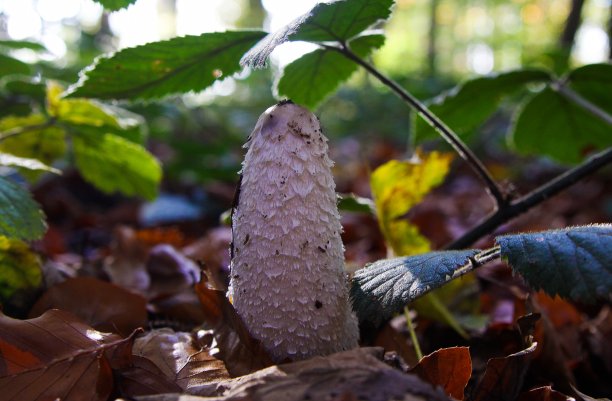 coprinus