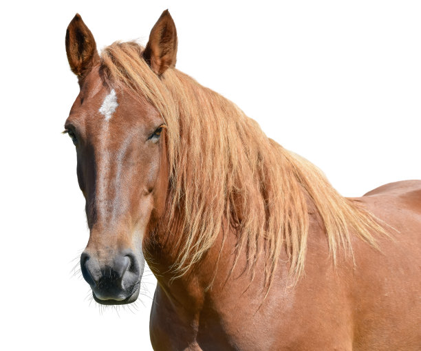 equus