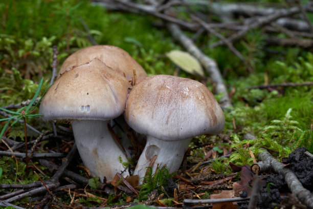 cortinarius