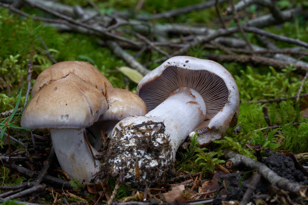 cortinarius