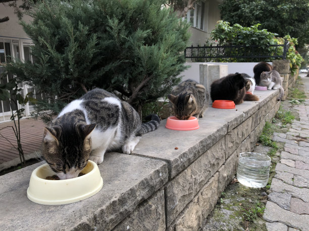 stray